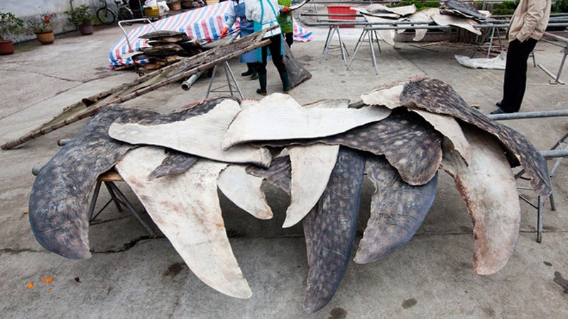 Shark factory bust china