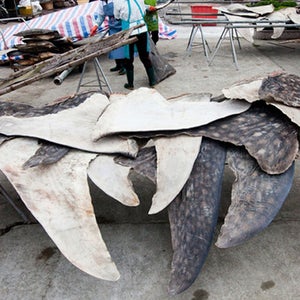 Shark factory bust china
