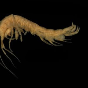 Hay's Spring amphipod maryland purple line light rail shrimp rock creek