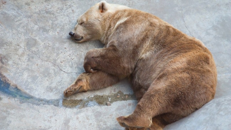 Will Grizzly Bears Unlock Secret to Obesity