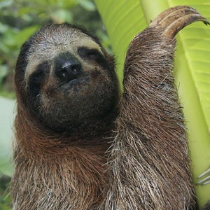 How do scientists explain this guy's pooping habits?