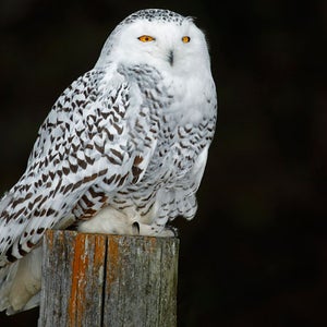 A snowy owl