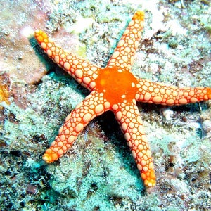 starfish deaths die off sun fish pathogen arms