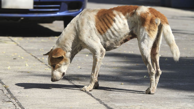 Homeless dogs in Sochi might not get to see the games.