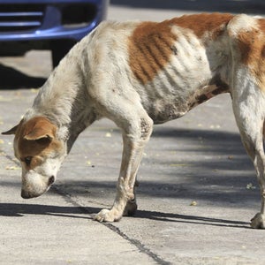 Homeless dogs in Sochi might not get to see the games.
