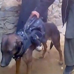 dog prisoner of war taliiban fi
