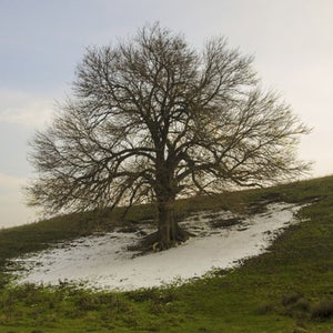 If climate change continues, how long will we be able to enjoy winter sports?