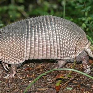 trinidad and tobago hunting ban singh ganga singh wildlife fines laws conservation