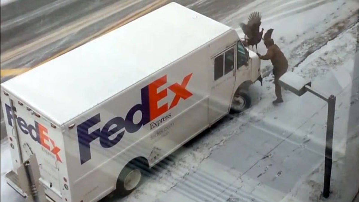 Wild Turkey Versus UPS Driver