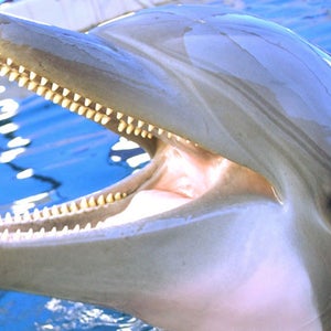 dolphin mines swimmers central command