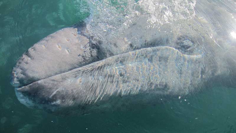 gray whale whale underwater close up gray whale california sighting whale watching