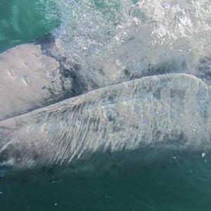 gray whale whale underwater close up gray whale california sighting whale watching