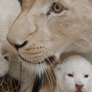 White Lion Cubs Triplets Cute