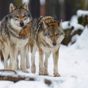 These furry guys probably didn't get along with early humans.