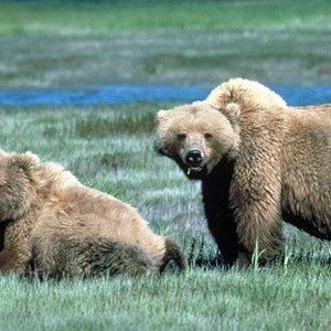 grizzly bears two yellowstone
