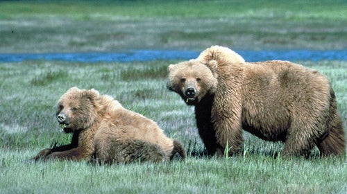 grizzly bears two yellowstone