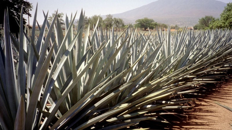 Agave, a hearty plant that grows well in the desert, is also used to make tequila.