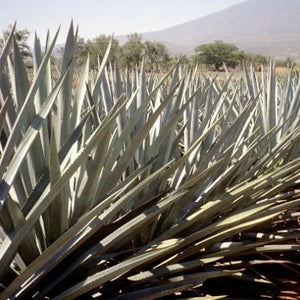 Agave, a hearty plant that grows well in the desert, is also used to make tequila.