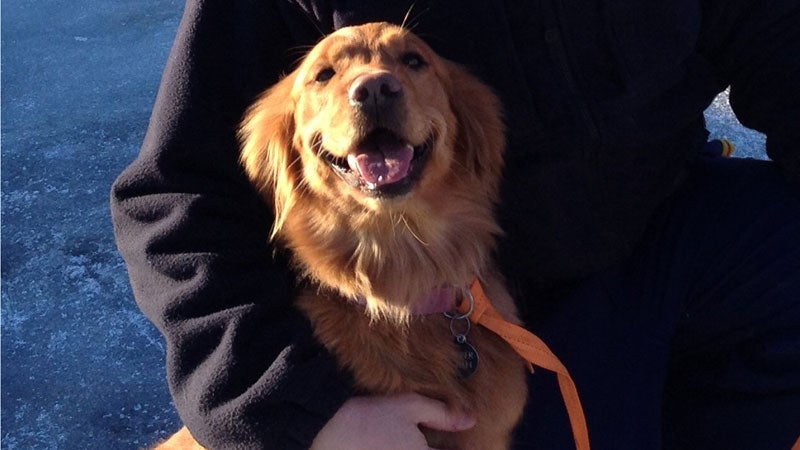 This Monday, March 3, 2014 photo released by the Alaska State Troopers shows trooper Lucas Hegg posing with his dog, Amber, a 2-year-old golden retriever. A 52-year-old Alaska man, Otis Orth, says Amber saved his life after a snowmobile crash left him injured and immobilized in the woods, by keeping him warm overnight after he crashed near Trapper Creek on Sunday, March 2, 2014. Amber also alerted other riders to Orth's situation, who was rescued Monday afternoon. Orth is being treated for an injured neck, dislocated arms and frostbite. (AP Photo/Alaska State Troopers)