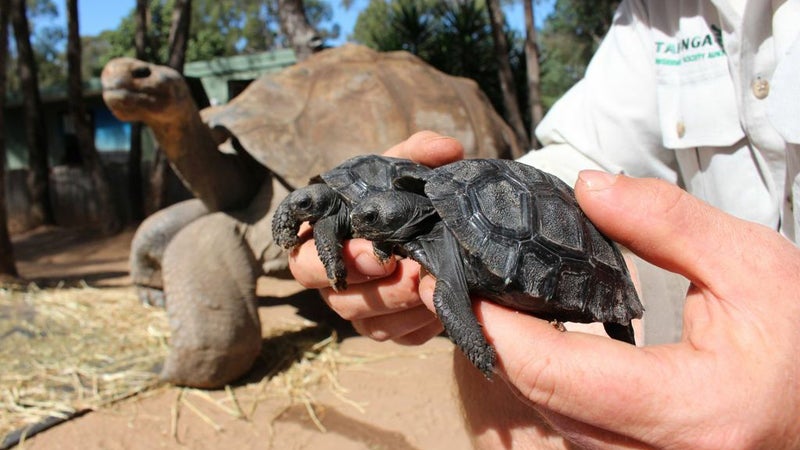 Tortoise Babies Begin Their Very Long Lives