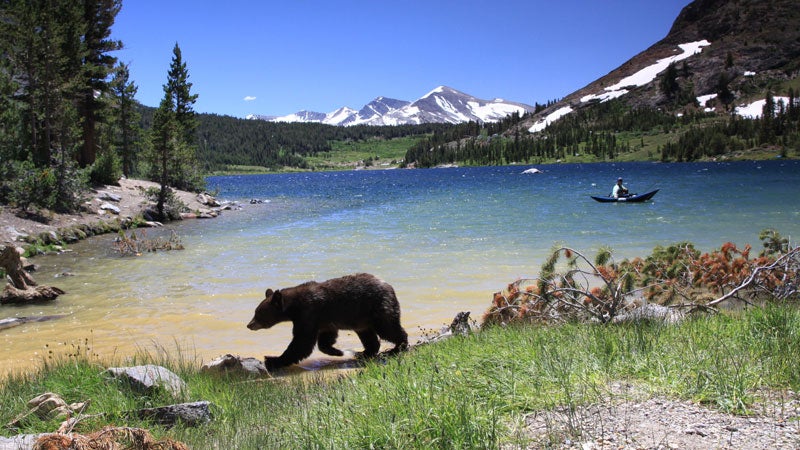 We ve Trained Bears to Love Our Food