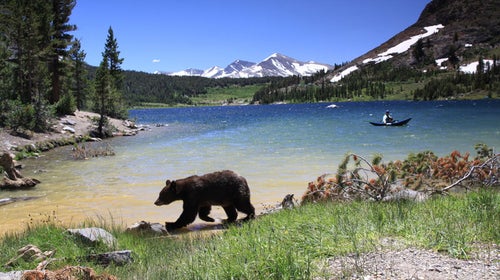 There's a new explanation for why bears love human food.