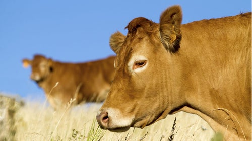 If a new Food and Drug Administration regulation passes, cows might not get their happy hours.
