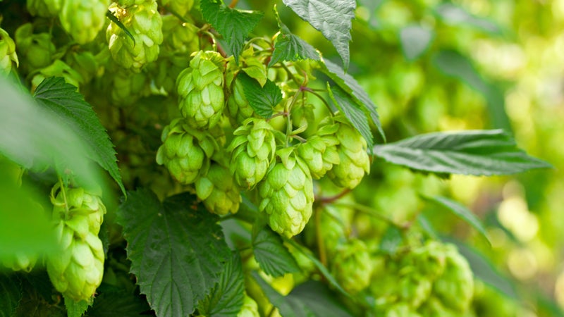 Hops Shortage Threatens Craft Brewers