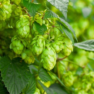 Will Washington be able to keep up with the demand for hops?