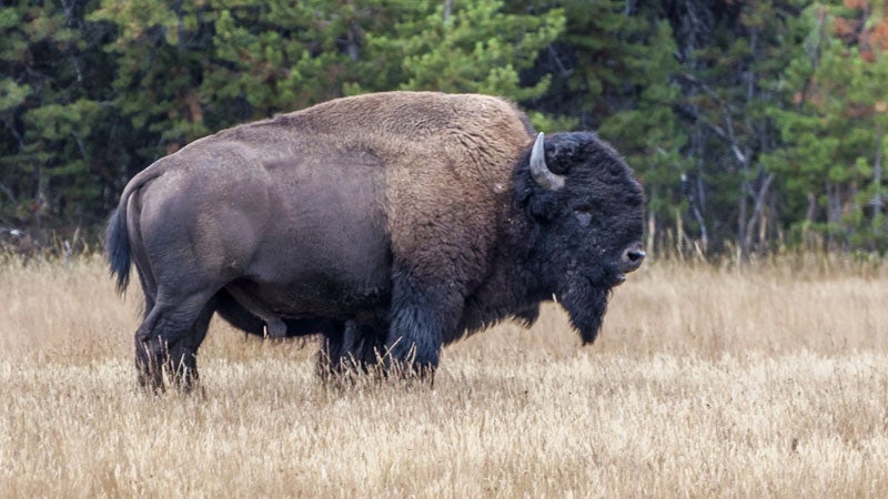 3 Bison Poached in Yellowstone