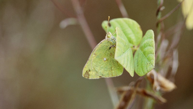 Camoflage vine News science ϳԹOnline