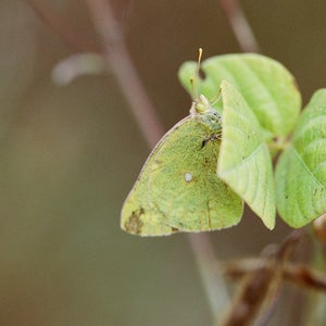 Camoflage vine News science OutsideOnline
