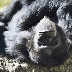 Black Chimpanzee