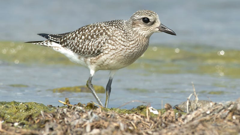 ԹϺOnline black-bellied plover birds oil spill Coastal Bend Texas