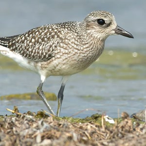 OutsideOnline black-bellied plover birds oil spill Coastal Bend Texas