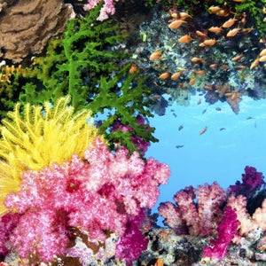 A protein in coral may be able to block HIV.