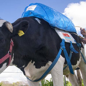 OutsideOnline cow flatulence farts fartpacks methane environment INTA Argentina