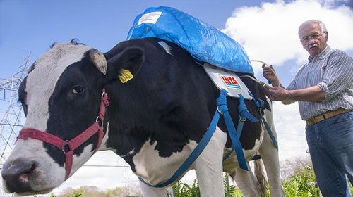 ԹϺOnline cow flatulence farts fartpacks methane environment INTA Argentina