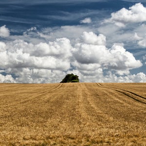 Increased CO2 often means an increase in crops, but they might not be as good for you.