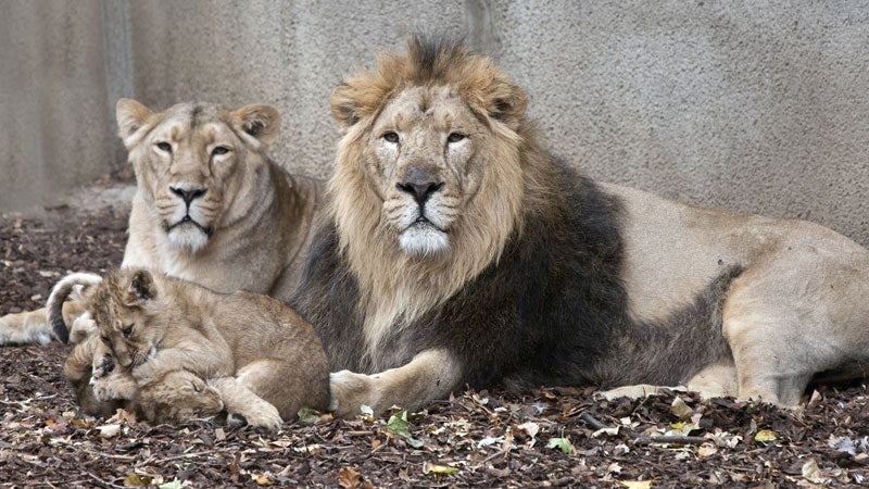 family of lions