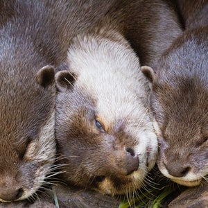 They are cute and fun to watch. But otters have a dark side.