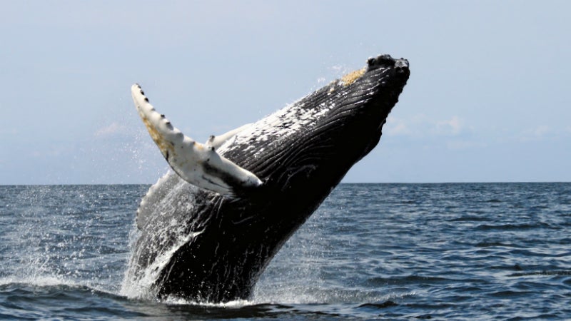 This humpback whale isn't dead now, but one day it very well could be.