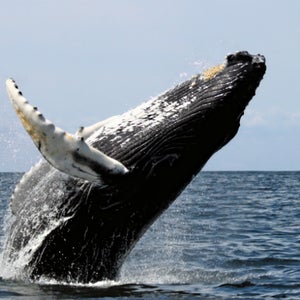 This humpback whale isn't dead now, but one day it very well could be.