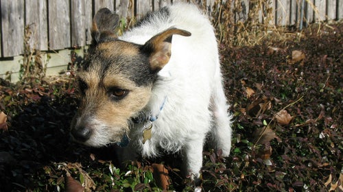 ԹϺOnline dog bathroom Detroit airport terminal fire hydrants grass comfort service animals canine