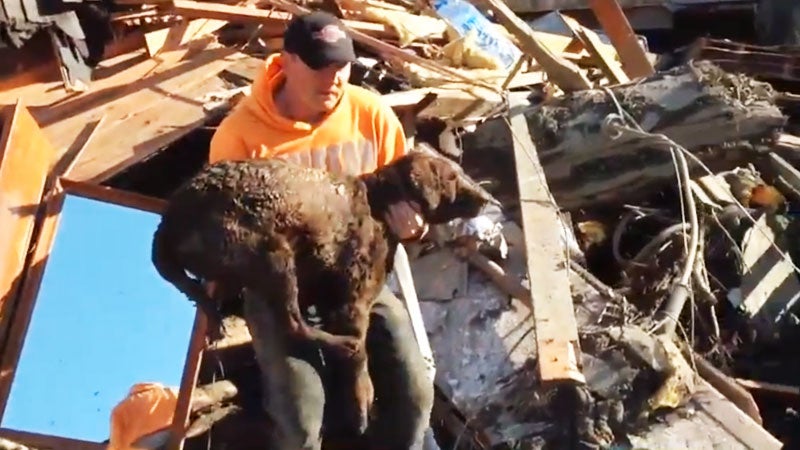 Mudslide dog rescue ϳԹOnline News