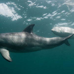 Two bottlenose dolphins on blue background.