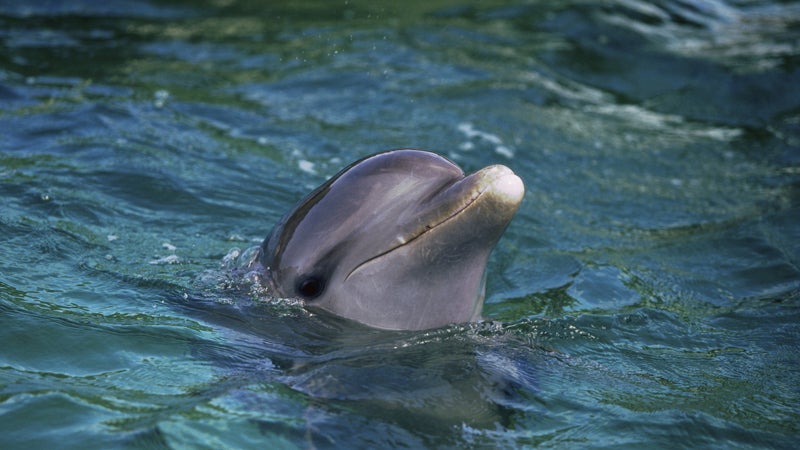 It remains unclear whether the dolphins were trying to protect the swimmer or just wanted to join in the fun.