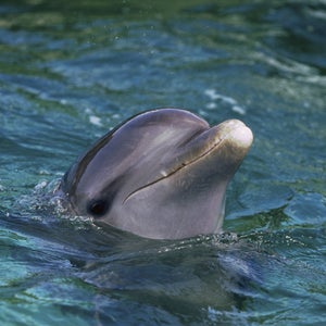It remains unclear whether the dolphins were trying to protect the swimmer or just wanted to join in the fun.