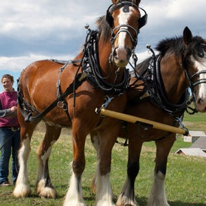 Wranglers are struggling to keep up with passenger weight requirements.