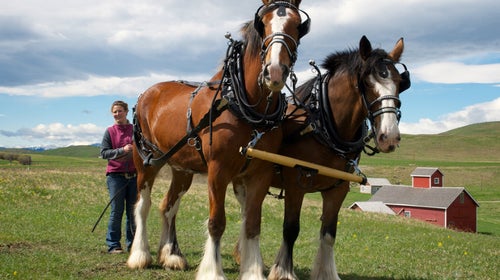 Wranglers are struggling to keep up with passenger weight requirements.